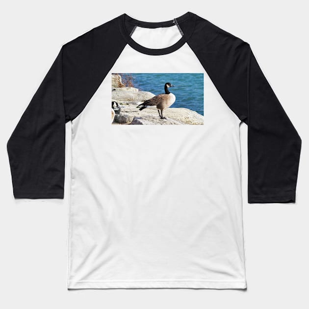 Canada Goose Standing On Some Rocks Next To A Lake Baseball T-Shirt by BackyardBirder